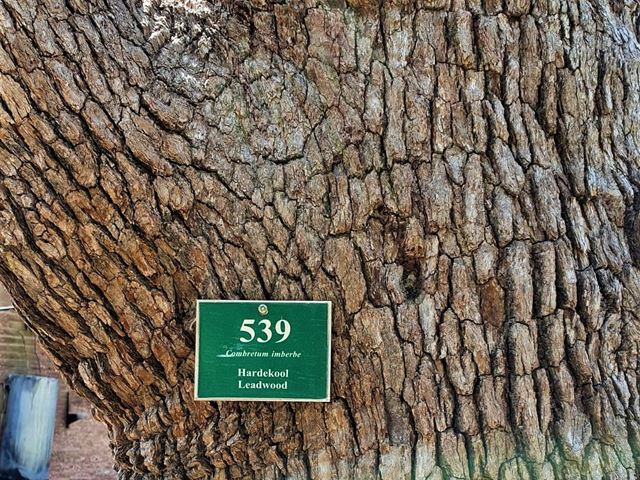 Combretum imberbe bark on mature tree
